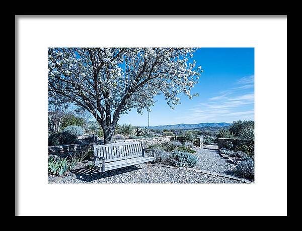 Wooden Swing Under Blossoms