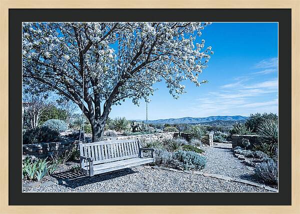 Wooden Swing Under Blossoms