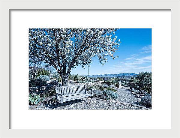 Wooden Swing Under Blossoms
