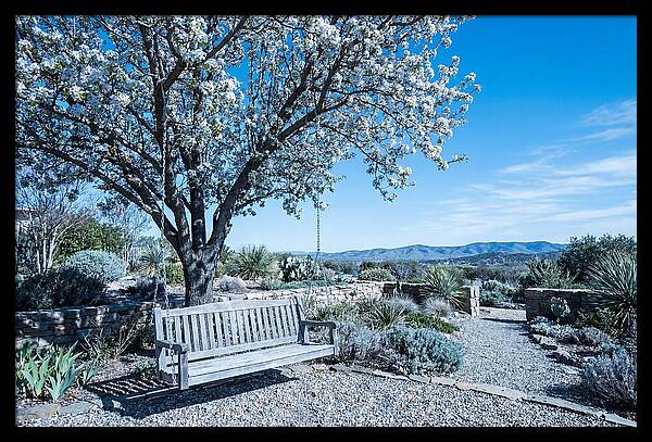 Wooden Swing Under Blossoms