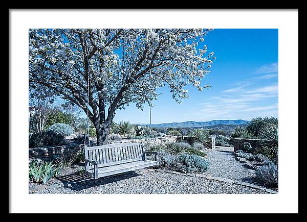 Wooden Swing Under Blossoms