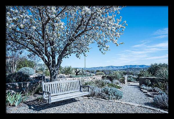Wooden Swing Under Blossoms
