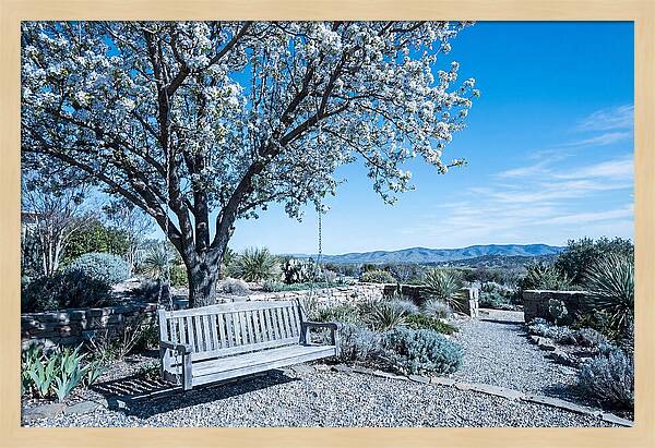 Wooden Swing Under Blossoms
