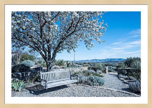 Wooden Swing Under Blossoms