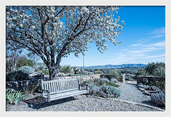 Wooden Swing Under Blossoms
