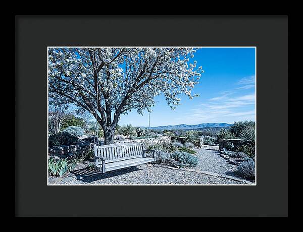 Wooden Swing Under Blossoms