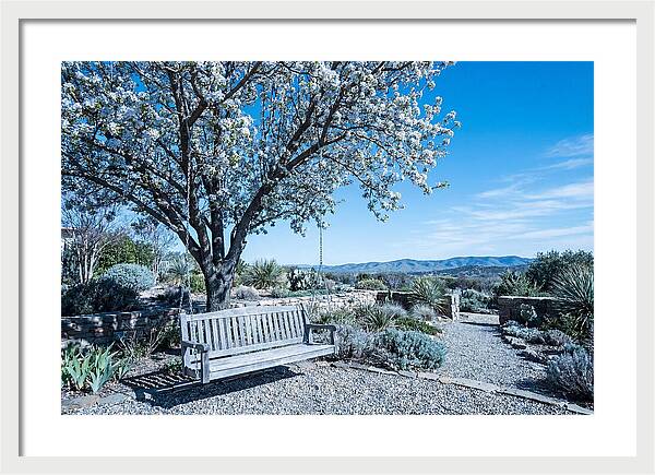 Wooden Swing Under Blossoms