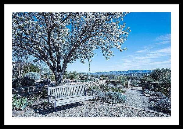 Wooden Swing Under Blossoms