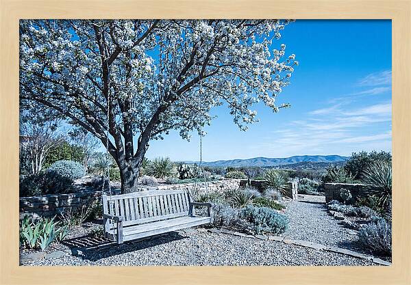 Wooden Swing Under Blossoms