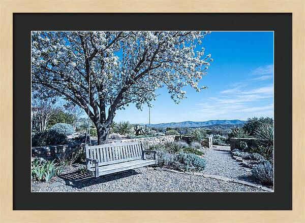 Wooden Swing Under Blossoms