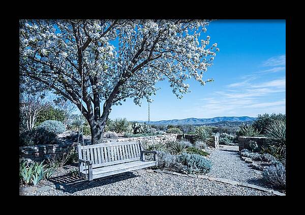 Wooden Swing Under Blossoms