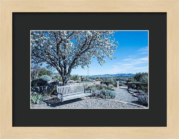 Wooden Swing Under Blossoms