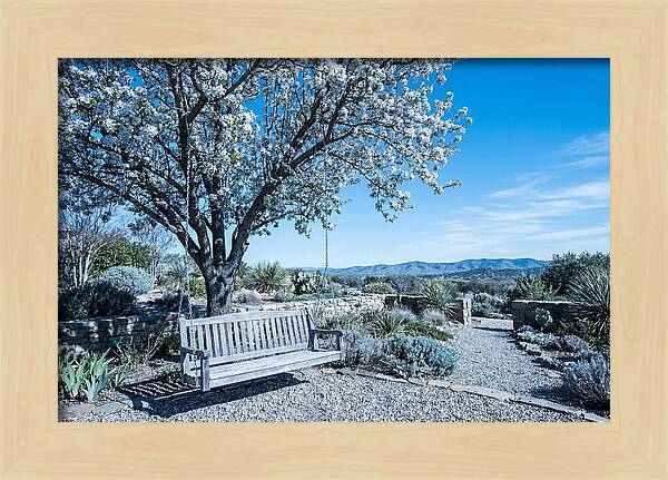 Wooden Swing Under Blossoms