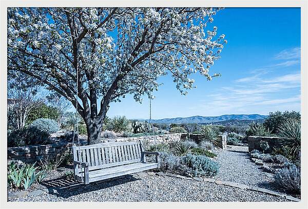 Wooden Swing Under Blossoms