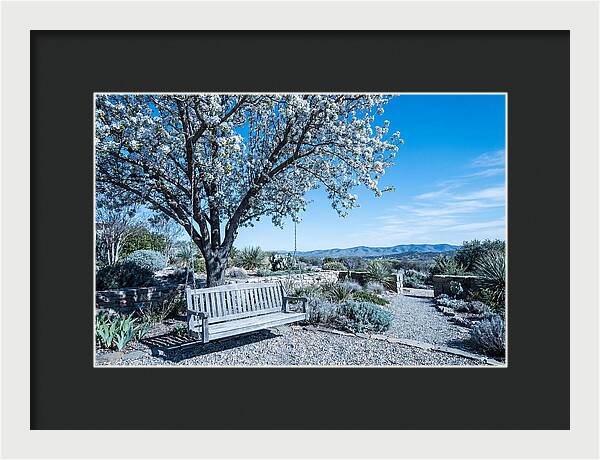 Wooden Swing Under Blossoms