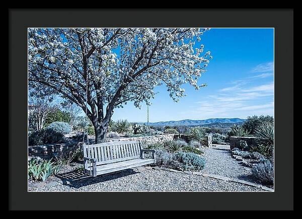 Wooden Swing Under Blossoms