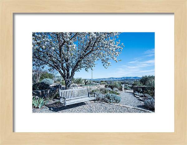 Wooden Swing Under Blossoms