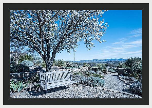 Wooden Swing Under Blossoms