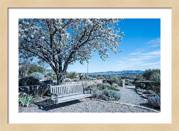 Wooden Swing Under Blossoms