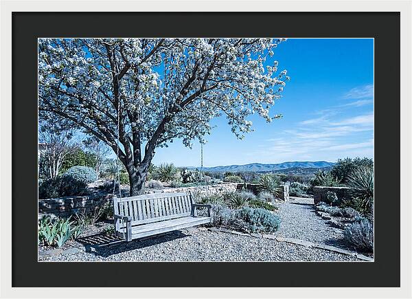 Wooden Swing Under Blossoms