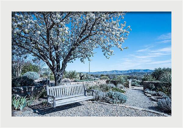 Wooden Swing Under Blossoms