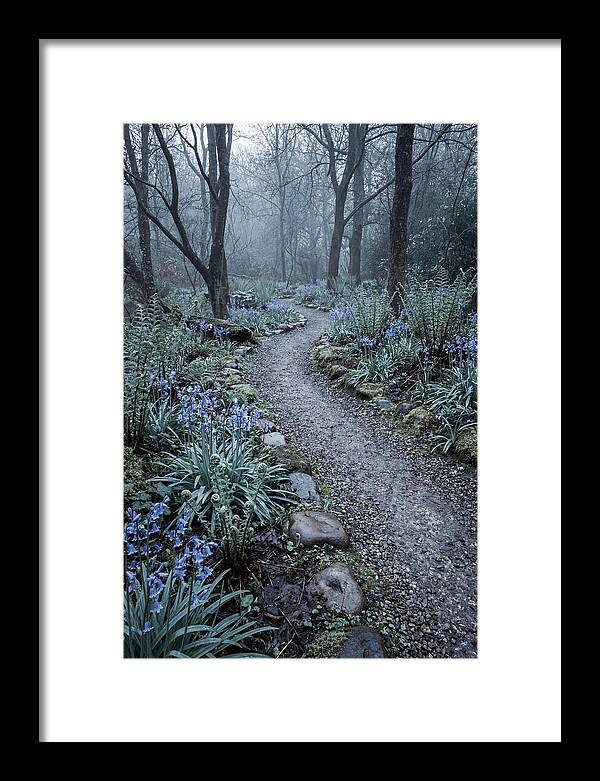 Woodland Garden Pathway