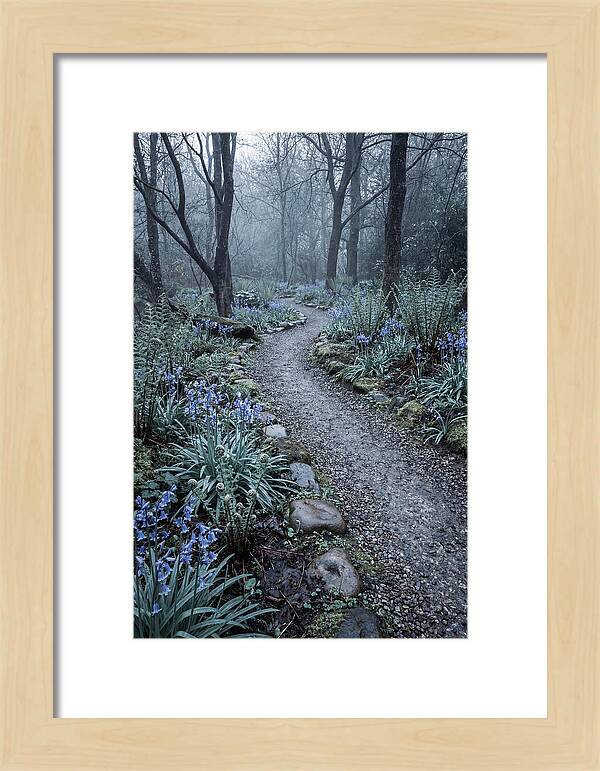 Woodland Garden Pathway
