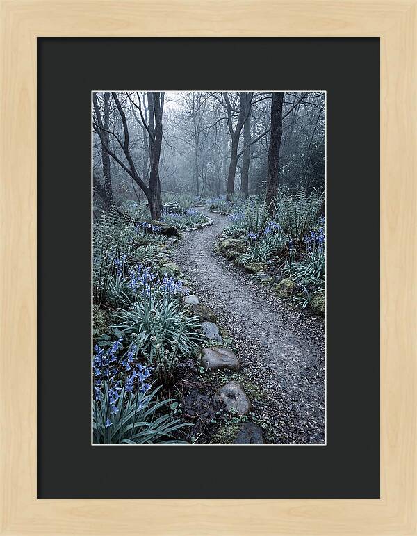 Woodland Garden Pathway