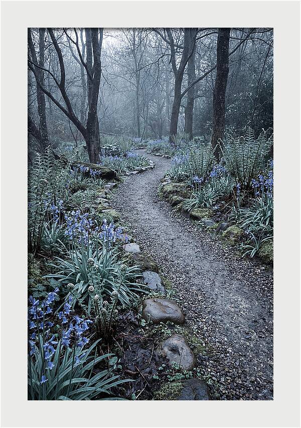 Woodland Garden Pathway