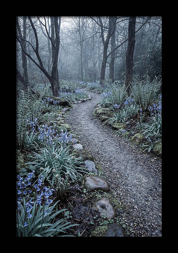 Woodland Garden Pathway