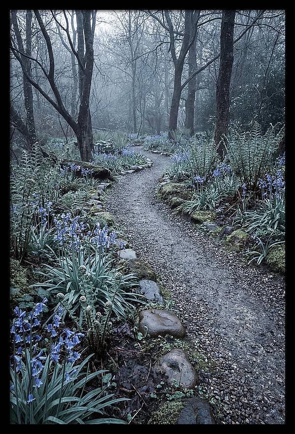 Woodland Garden Pathway