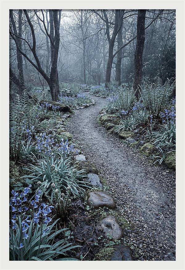 Woodland Garden Pathway