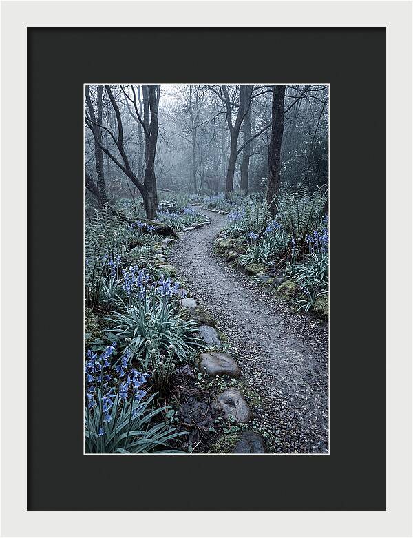 Woodland Garden Pathway