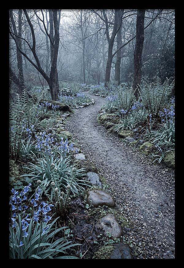 Woodland Garden Pathway