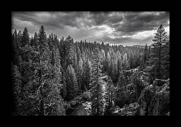 Woodland Vista In Bialowieza Forest