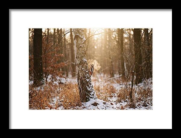 Woodpecker On Birch Tree