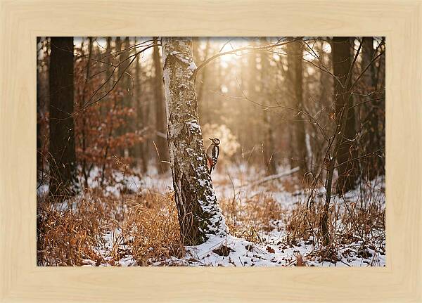 Woodpecker On Birch Tree