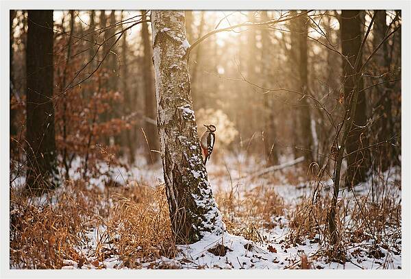 Woodpecker On Birch Tree