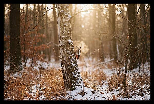 Woodpecker On Birch Tree