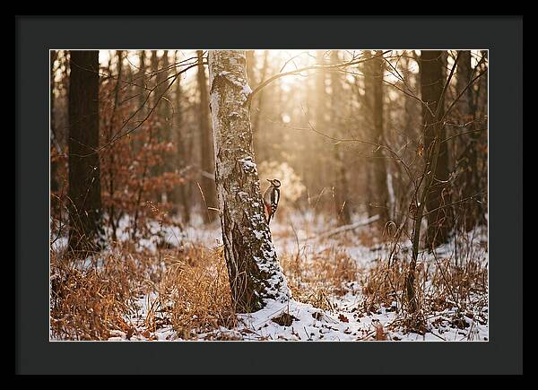 Woodpecker On Birch Tree
