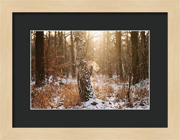 Woodpecker On Birch Tree