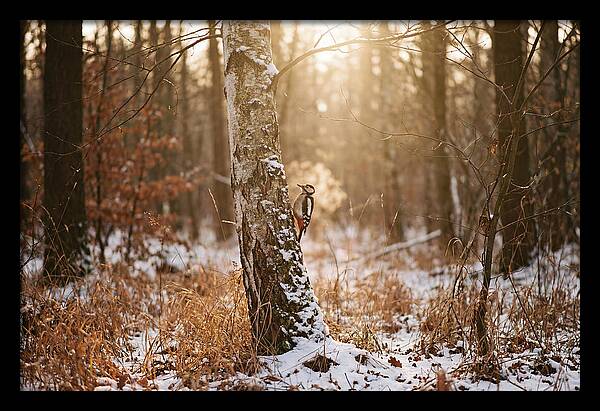 Woodpecker On Birch Tree