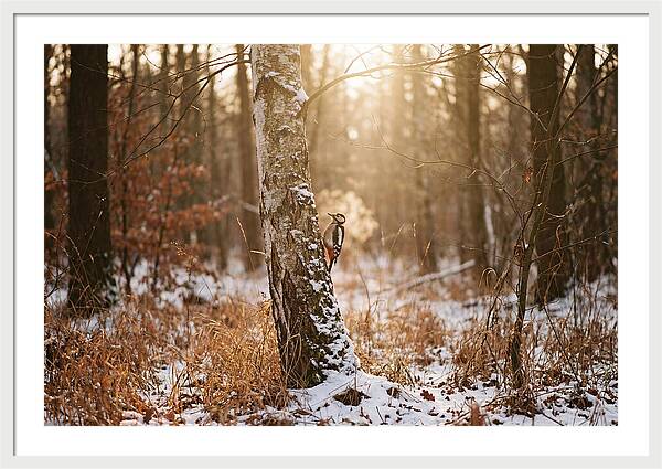 Woodpecker On Birch Tree