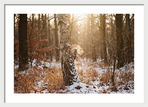 Woodpecker On Birch Tree