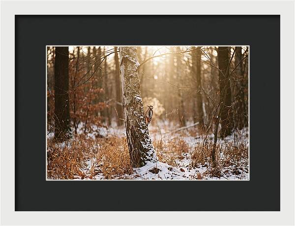 Woodpecker On Birch Tree