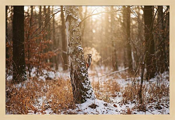 Woodpecker On Birch Tree