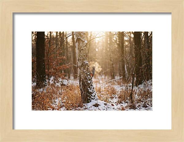 Woodpecker On Birch Tree