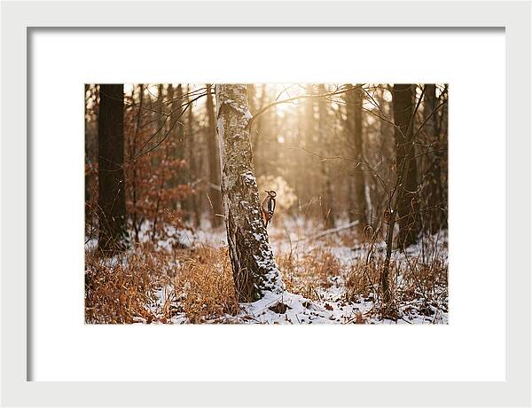 Woodpecker On Birch Tree