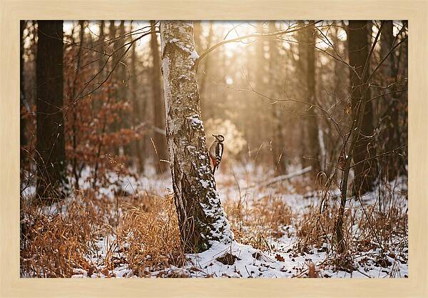 Woodpecker On Birch Tree