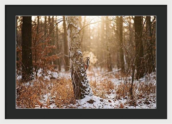 Woodpecker On Birch Tree